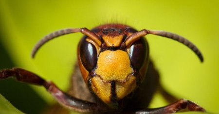 Шершень обыкновенный