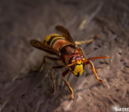 Шершень обыкновенный vespa crabro