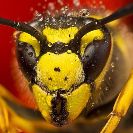 Шмель пчела оса шершень