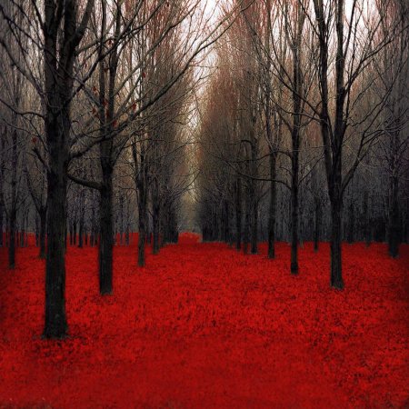 Лес красный