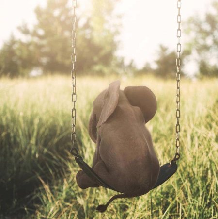 Слон на ветке