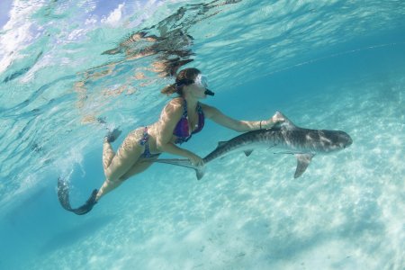 Тигровая акула в хургаде