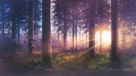 Солнце в лесу