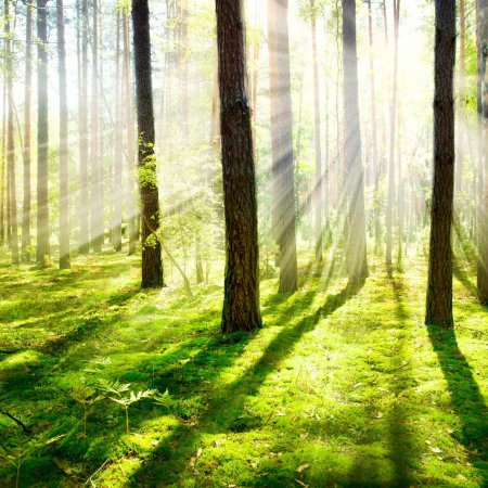 Солнечный лес