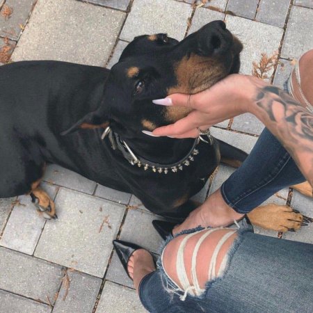 Доберман black aesthetic