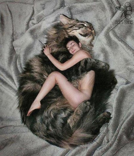 Кот девушка