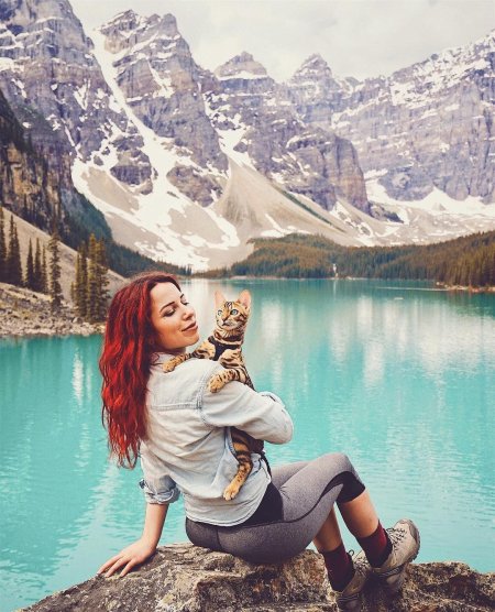 Кошка путешественница сьюки