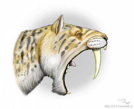 Смилодон саблезубый тигр