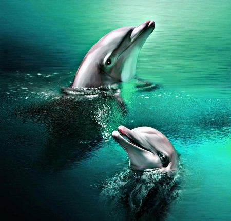 Дельфин афалина черноморская