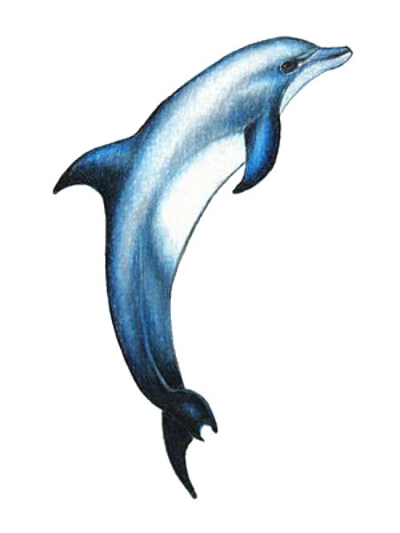 Рисунки дельфинов для срисовки