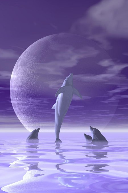 Море дельфины