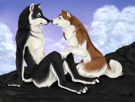 Волк и волчица любовь