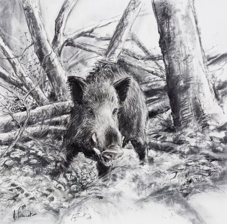 Рисунки кабана
