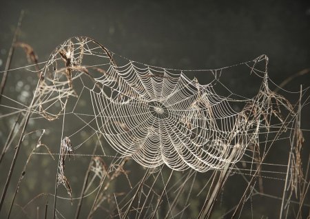 Паутина паук
