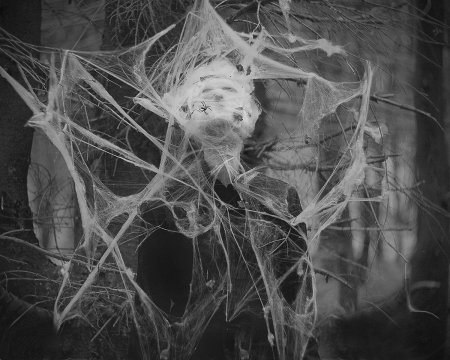 Кокон в паутине