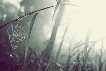 Фон с паутиной