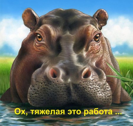 Бегемот hippo