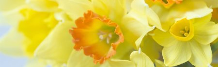 Нарцисс цветок