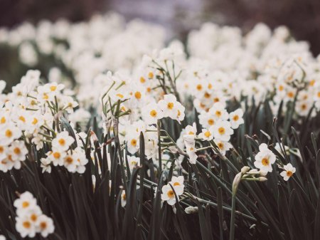 Весенние цветы