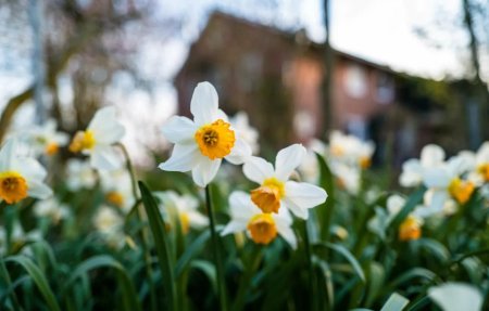 Нарцисс спринг сан