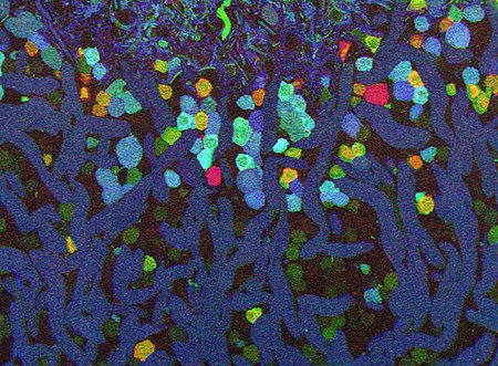 History of the microscope