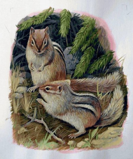 Бурундук иллюстрация