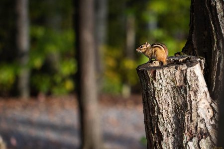 Бурундук животное
