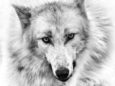 Волка рисунок