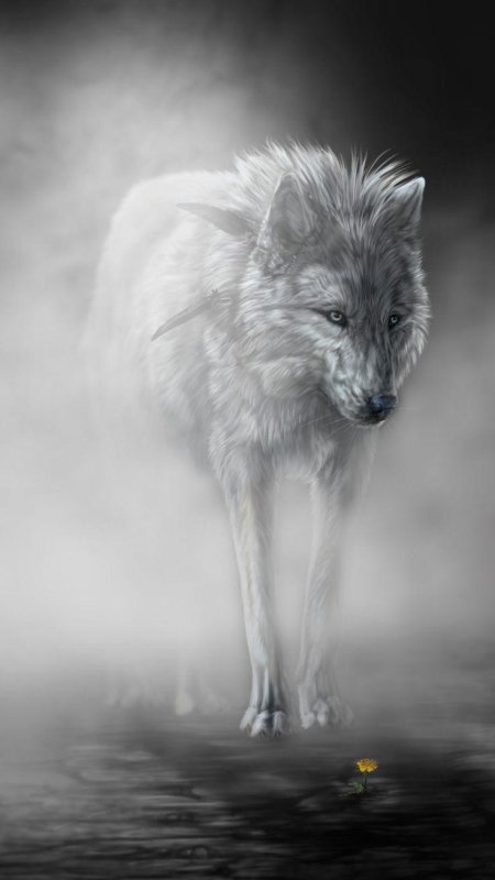 Волк в тумане