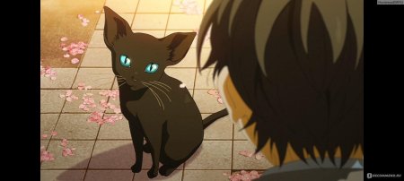 Твоя апрельская ложь кот