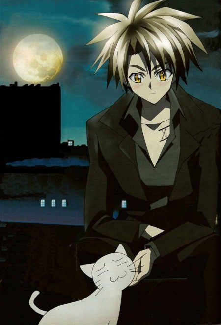 Трейн хартнетт черный кот