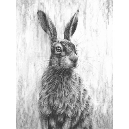 Рисунки кролик