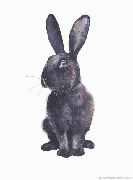 Черные кролики