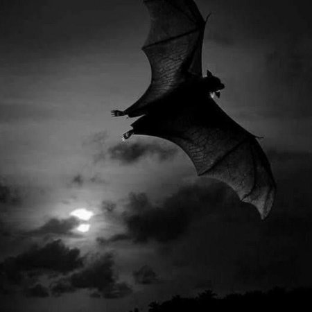 Летучая мыши