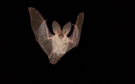 Белобрюхий стрелоух