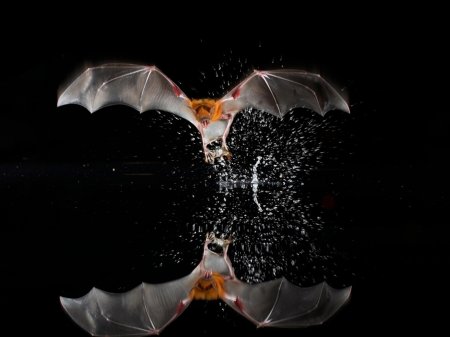 Зайцегуб летучая мышь