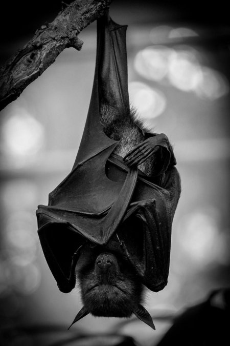 Летучая мыши