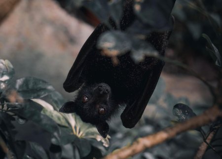 Крылан летучая лисица