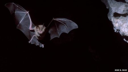 Летучая мыши