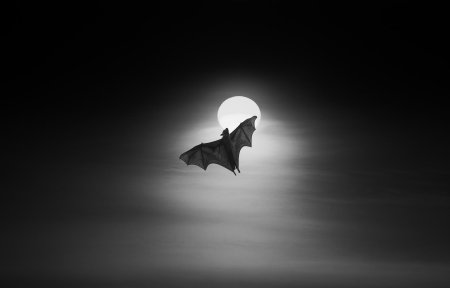 Летучая мыши