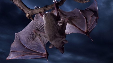 Крылан летучая мышь