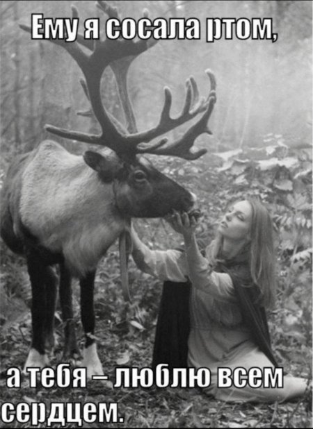 Северный олень карибу