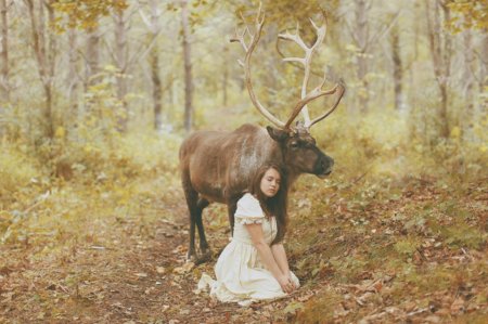 Олени в лесу