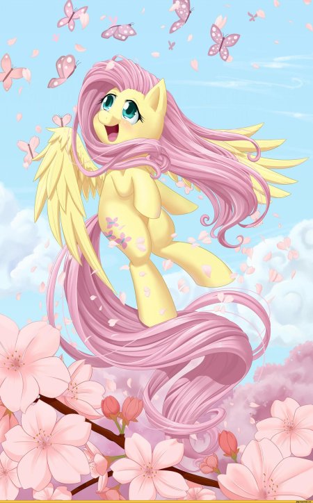 My little pony флаттершай