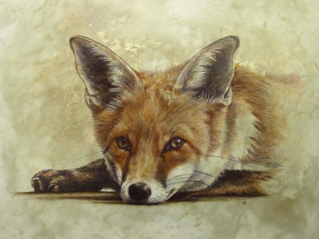 Рисунок лисы