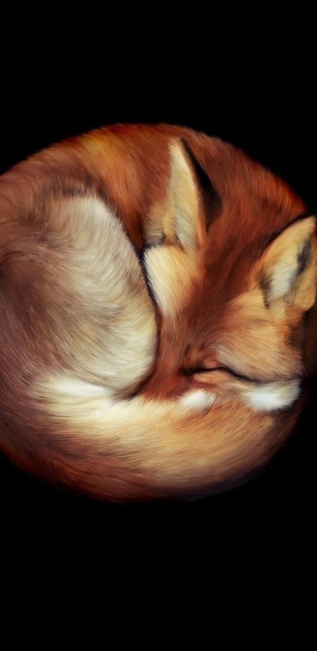 Спящая лиса