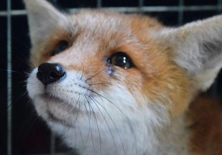 Лиса плачет