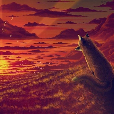 Лиса на закате