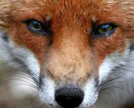 Глаза лиса