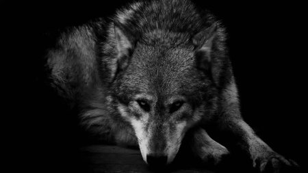 Волки одиночки